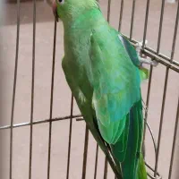 طوطی ملنگو سبزماده