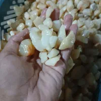 سنگ اکواریوم|ماهی|مسجد سلیمان, |دیوار