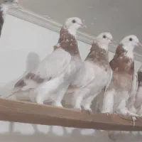 کفتر۲۶نروماده هوما زرد سرورابلغ.پرشی جنس یکجافقط