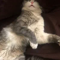 واگزاری گربه ۲ ساله