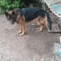 سگ ژرمن