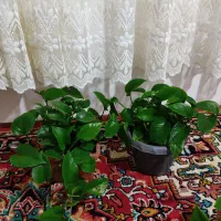 چهار تا گل پتوس