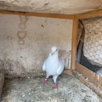 کبوتر.|پرنده|رشت, بلوار گیلان|دیوار