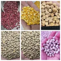 انواع حبوبات تازه