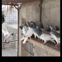 کفتر پاکستانی تیدی|پرنده|کهنوج, |دیوار