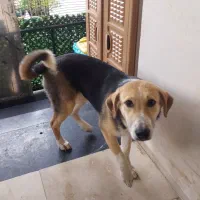 واگذاری سگ|سگ|آمل, |دیوار