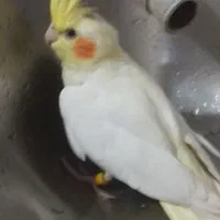 عروس هلندی گم شده