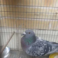 کبوتر|پرنده|فولادشهر, B5|دیوار