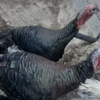 بقلمون نر محلی|حیوانات مزرعه|رستمآباد, |دیوار