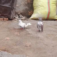 کبوتر تهرانی