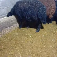 ۶بره‌مناسب‌براپرواربندی|حیوانات مزرعه|سراب, |دیوار