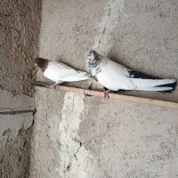 فروش تعدادی کبوترسینه ای وکله ای