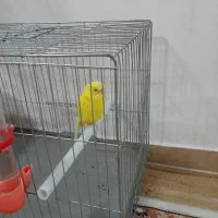 یک عدد مرغ عشق بالق نر ،مست آماده جفت|پرنده|رشت, کوی مهر|دیوار