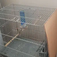 سهره|پرنده|ری, سیزده آبان|دیوار