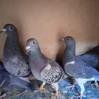 کبوتر پلا کی نر و ماده۹عدد