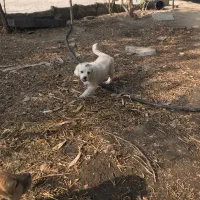 توله پامر شیتزو|سگ|آفتاب, |دیوار