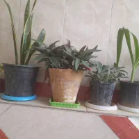 تعدادی گل به فروش می‌رسد