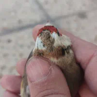 ماده سهره سرحنایی وابلق فوق عتیقه وکلکسیونی|پرنده|کرمان, |دیوار