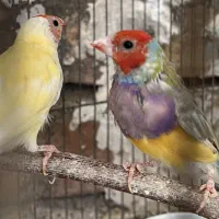 فنچ|پرنده|ساوه, |دیوار