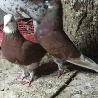 سرخ خال سیاه/شازده سرخ