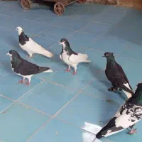 ۵ تا کفتر قیمت خوب