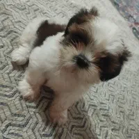 واگذاری سگ|سگ|بهارستان, |دیوار