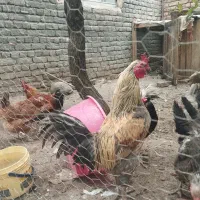خروس