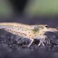 میگو آب شیرین(شریمپ)