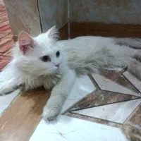 واگذاری گربه ۲ ماهه نژاد بریتیش|گربه|میاندوآب, |دیوار