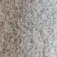 فروش برنج طارم هاشمی کشت اول و دوم و دو نوچ