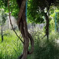 مناسب کشاورزی و کارگاه و اصناف مختلف|اجارهٔ دفتر صنعتی، کشاورزی، تجاری|شهریار, کهنز|دیوار