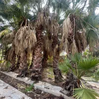 درخت نخل تزیینی رایگان