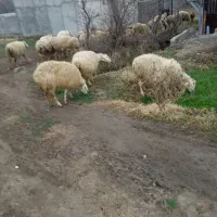 گوسفند|حیوانات مزرعه|مشگین شهر, |دیوار