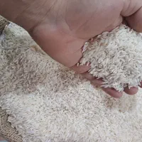 فروش برنج محلی گیلان به شرط پخت