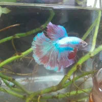 فایتر هافمون تایلندی|ماهی|فردیس, شهرک راه آهن|دیوار