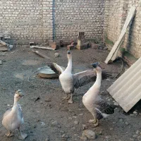 قو غاز|حیوانات مزرعه|جلین, |دیوار