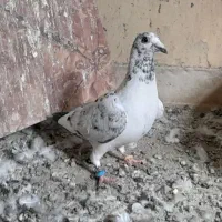 کفتر|پرنده|بم, |دیوار