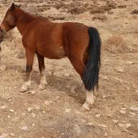 یک اسب به فروش میرسد|اسب و تجهیزات اسبسواری|فلارد, |دیوار