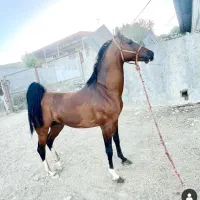 کره مادیان 30ماهه ترک دره شور|اسب و تجهیزات اسبسواری|سمیرم, |دیوار