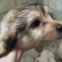 توله سگ پا کوتاه بسیار خوشگل|سگ|ورامین, ورامین|دیوار