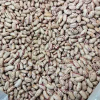 لوبیا *چیتی* ازبک درشت تمیز حبوبات *تازه*