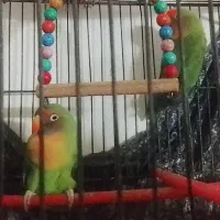 یک جفت کوتوله برزیلی