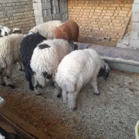 گوسفند|حیوانات مزرعه|کارون, |دیوار