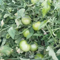 اجاره زمین کشاورزی