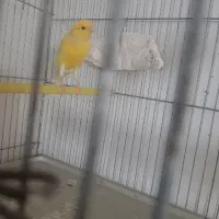 تعدادی قناری ماده|پرنده|ابهر, |دیوار