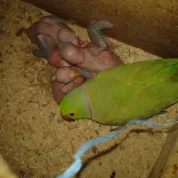 طوطی ملنگو مولد|پرنده|اصفهان, ارداجی|دیوار