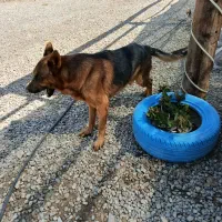 سگ ژرمن