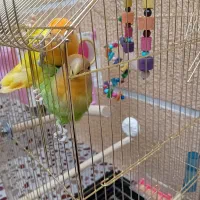 فروش دو طوطی برزیلی رام|پرنده|بوکان, |دیوار