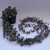 سروپژیا وودی و ابلق