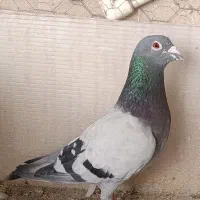 پلاکی